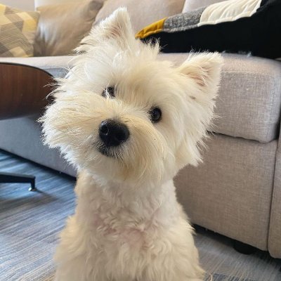 🐶If You Love Westies follow me😻
😻I Collecting the #Westie Pics & Vids for You🖤
📩DM for feature and shout-out