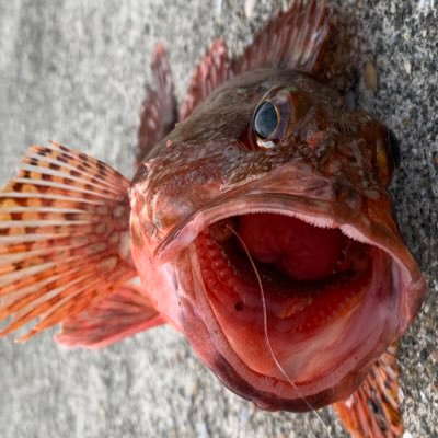 1229Quartet's profile picture. はじめまして✨大分市に基本生息してます😂アウトドアにハマり釣り、燻製、キャンプと書いてますが大体が夕飯作ったのをアップするだけのものになりつつあります🤣 釣り、キャンプ、燻製好きな方と繋がりたいのでよろしくお願いします😊最近懸賞にも手を出しすぎ、懸賞垢ぽいですが否🤣