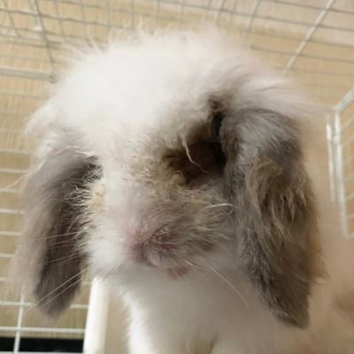 わたあめの家族さんのプロフィール画像