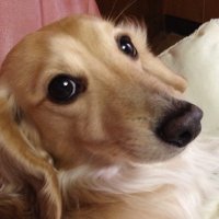 想兼 ヒロ @「幻想旅記」 (@gensoryoki) 's Twitter Profile