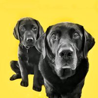 AlfieWoofWoof & Dougal (@alfiewoofwoof) 's Twitter Profile
