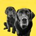 AlfieWoofWoof & Dougal (@alfiewoofwoof) Twitter profile photo AlfieWoofWoof & Dougal (@alfiewoofwoof) Twitter profile photo