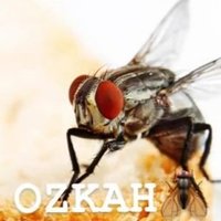 Ozkah (@ozkitah) 's Twitter Profile