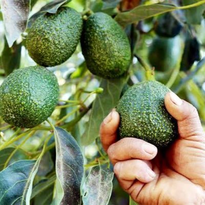 The BEST Macadamia and Avocado seedlings FOR SALE in Uganda 🇺🇬 🌱 To make an order, please contact: 0784 566717/ 0706 369321 /0782 369321