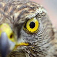 Desert Eagle🐾 (@headedgull2960) 's Twitter Profile