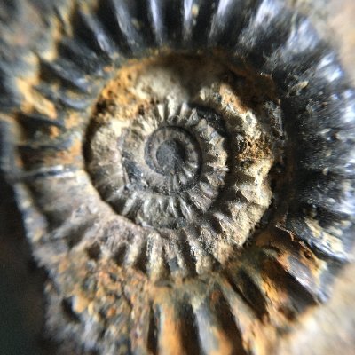 West Country fossil hunters Joby & Debs share with you genuine fossils from adventures far & wide. Fantastic fossils, ancient artefacts, beach beauties!