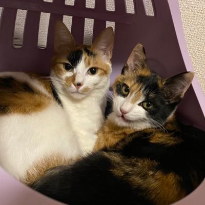 ⚓いとめ????のプロフィール写真