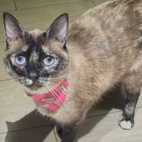 pieceofsun (@pieceofsun) 's Twitter Profile