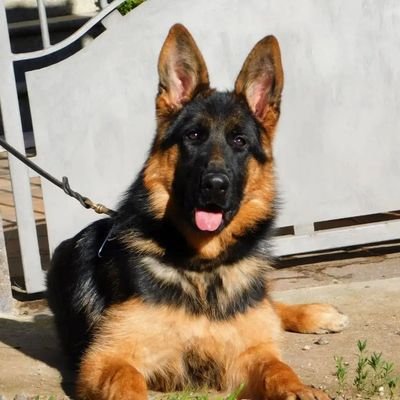 #German_Shepherd

They make you
LAUGH a😊 little louder
SMILE a little brighteraa
And LIVE a little better
Than before🥰