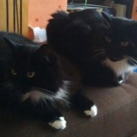 nicrich (@geordiecat2012) 's Twitter Profile Photo nicrich (@geordiecat2012) 's Twitter Profile Photo