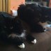 nicrich (@geordiecat2012) Twitter profile photo nicrich (@geordiecat2012) Twitter profile photo