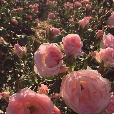 رُبما يُساق إليك قدرٌ مِن اللَّٰه خيرٌ مِن كُل أحلامك ، فقط أكثر من الاستغفار