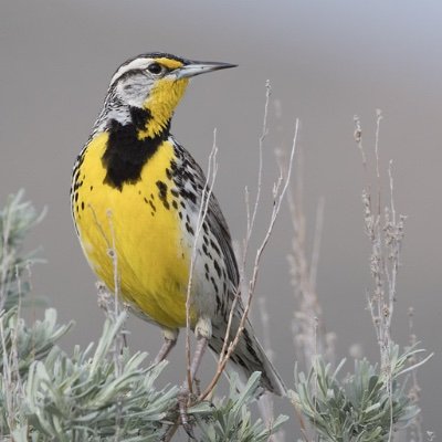 Meadowlark Capital