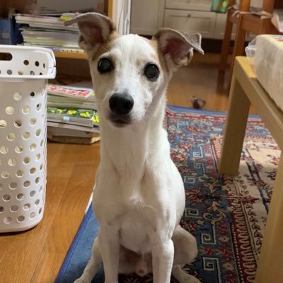ashinagavivi's profile picture. YouTube、TikTokやってます🐶2022年夏〜急な同居が始まった足長のジャックラッセルテリア13才 「ビビ」との暮らし／アラフォー／母の介護