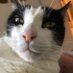 Papou de Maou 🐾 (@maouthebiggest) Twitter profile photo Papou de Maou 🐾 (@maouthebiggest) Twitter profile photo