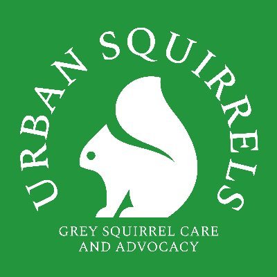 🌰Licensed wildlife rescue specializing in grey squirrels: rescue, advice and advocacy.
🌰Squirrel pictures, rescue updates, news, petitions, comments. ❤🐿