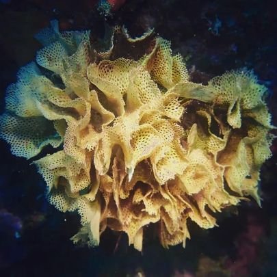 We focus on assessing responses of benthic organisms and their microbiome to environmental changes & reconstructing past changes using their archives. @ICMCSIC