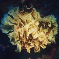 Marine calcifiers (@marcalcifiers) 's Twitter Profile Photo
