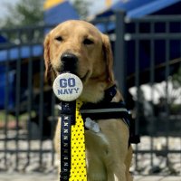 DigbyTheServiceDog(@DigbyTheSvcDog) 's Twitter Profile Photo