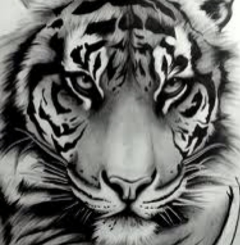 Harimau harimau sumatera @_pantheratigris twitter