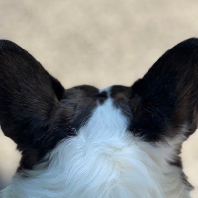 CardiganCorg Profile Picture