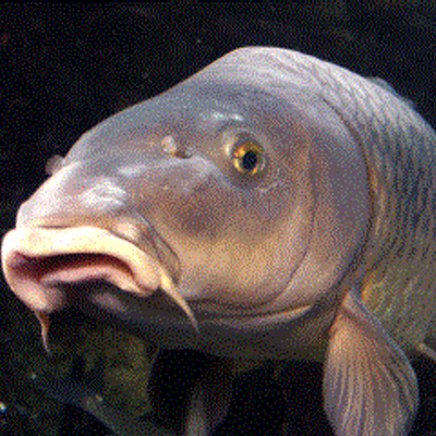 井戸奉行 Idobugyo Twitter