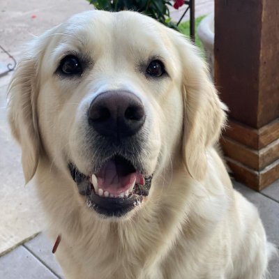 rader_catherine's profile picture. Pet Supplies
Наталья&Ранетка&Мишель
Здесь наша весёлая жизнь dog-моделей 👗✨
Каталог изделий и цены @knit_ranetka
Knitting for dogs🐶