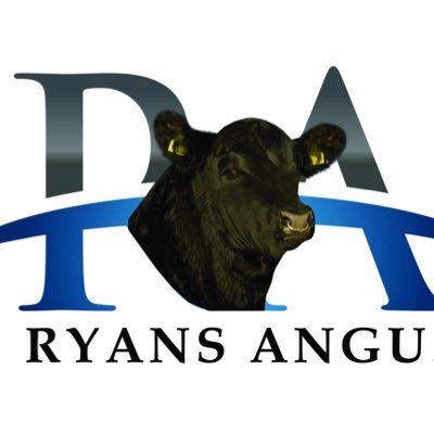 Pedigree angus herd based in North County Cork supplying quality bulls to the dairy & suckler herds