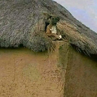 mwash1234's profile picture. Animal Lover.