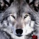 Wolf - @LeonaWolf - Twitter