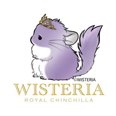 Royal Chinchilla WISTERIA (@rc_wisteria) / X