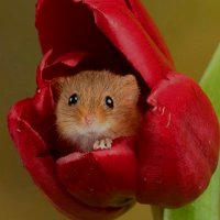 Autumn Beemer (@autumnbeemer) 's Twitter Profile