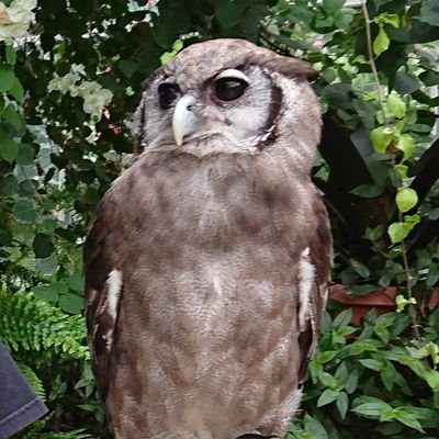 AddamsYukiboo's profile picture. よろしくお願いします。