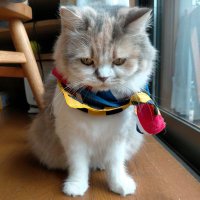 ๐ใใใฉใ ใ๐ฅคใ๐พ (@lamblemonade) 's Twitter Profile