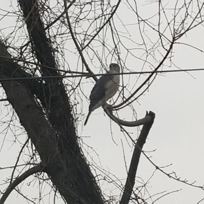 RoniWatson8's profile picture. 