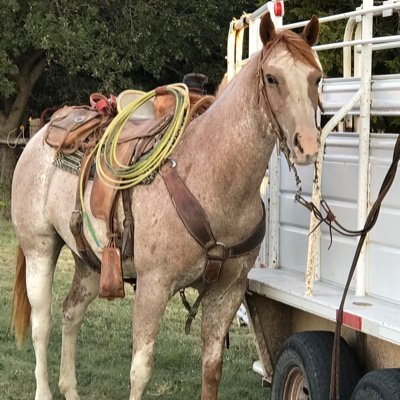 Displaced Okie stuck in Lipscomb co Texas.
Beautiful women will be my downfall.
Self employed ranchhand  for hire.
Will eat for work.