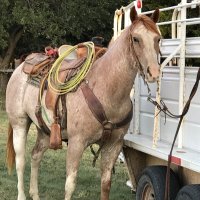 Saddletramp69 (@saddletramp691) 's Twitter Profile Photo