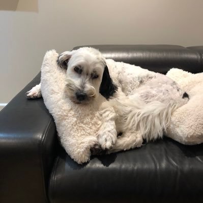 sanderstani's profile picture. 