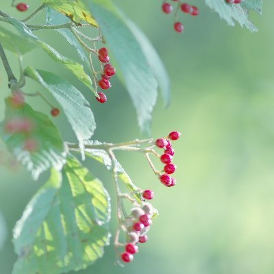 長期療養中のため外の世界が見たくて登録しました
長く緩く楽しみたいと思います
不定期ですがよろしくお願いします