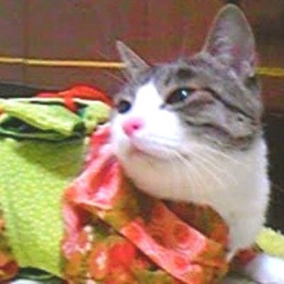 NecAoi's profile picture. 猫です(ΦωΦ)
占い師🔯不定期BOT✨💎
自分を甘やかすために解釈した｢ゆるスピ｣や｢激甘開運法｣などをツイートします✨

面白そうとか気になる人をフォローしていますﾆｬ(*•ω•ฅ)無言でゴメン☆ 占い関連の方は　#ただ今お休み中 #フォロバ100%