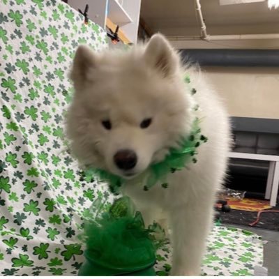 pediatric epileptologist @childrensPGH, researcher in adolescent repro health and neurology. Samoyed dogmom. views are my own