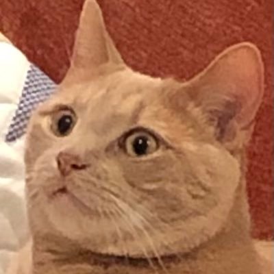 SaraKat122's profile picture. 