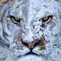 xoxoshine4 (@chirags82150040) 's Twitter Profile