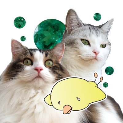 evicco's profile picture. 猫と鉱物と宇宙とWordPressあたりの話をだらだらと。春と秋は花を植えます。ベタ飼育はじめました。