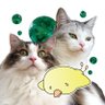 evicco's profile picture. 猫と鉱物と宇宙とWordPressあたりの話をだらだらと。春と秋は花を植えます。ベタ飼育はじめました。