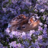 houriasaud (@houriasaud1) 's Twitter Profile