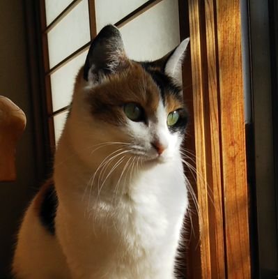 自然・歌・絵本好き。🐈️🐈⬛(保育士。ベビーシッターはおやすみ中)大好きな歌うたいは高校の後輩阿部祐也。Mahologne。ナイトスターリリー(阿部祐也・片山遼のユニット)森翼。サナダヒデト。Odd3piece。isao君。大貫妙子・矢野顕子・坂本龍一・坂本美雨・YMOそして忌野清志郎は不変的に好き。。。