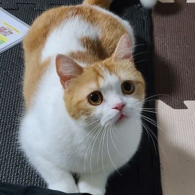 @藻🐾さんのプロフィール画像
