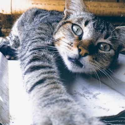 revilO39 Profile Picture