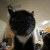 Gambino Cat (@gambino_cat) Twitter profile photo